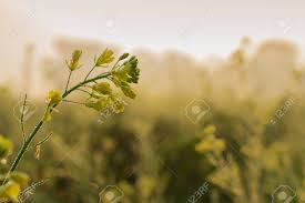 Winter Morning Dew Drops On Mustard Plants And Sun Rising In Stock Photo Picture And Royalty Free Image Image 97985729 Tourist places to visit in december in india. winter morning dew drops on mustard plants and sun rising in