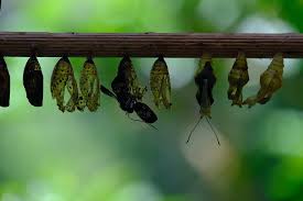 Kelompok hewan dengan metamorfosis tidak sempurna ditandai dengan tidak mengalami fase pupa/kepompong. Materi Tema 6 Kelas 4 Sd Metamorfosis Sempurna Dan Tidak Sempurna Beserta Contohnya Portal Jember