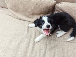 Miniature australian shepherd puppies take another step in their puppy culture learning. Amazon S 24 Hour Puppy Livestream An Ideal Way To Relax After Election