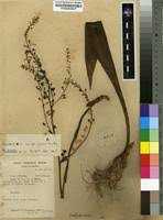 Image result for Graphorkis