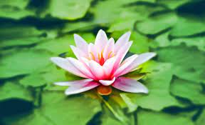 We did not find results for: Types Of Lotus Flowers The Ultimate A To Z Guide And Image Gallery