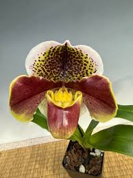 Image result for Rhipidoglossum delepierreanum