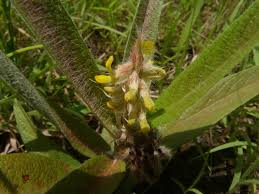 Image result for Eriosema shirense