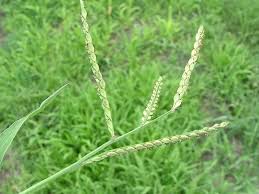 Image result for Urochloa marlothii