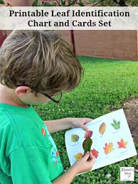 Free Printable Leaf Identification Chart Thrifty Homeschoolers