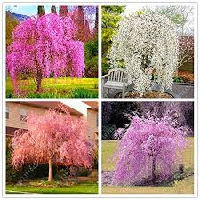 If the temperature in your area is unpredictable, consider growing a dwarf weeping cherry tree in a pot. 10pcs Bag Japanese Bonsai Sakura Tree Seeds Weeping Cherry Tree Diy Home Garden Dwarf Sakura Seeds Beautiful Flower Seeds 1 Buy Online In Paraguay At Desertcart Com Py Productid 71598146