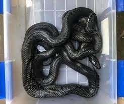 The head shows a characteristic copper color. Those Snakes You See In Southern Virginia May Scare You But Only A Couple Of Them Could Harm You Local News Martinsvillebulletin Com