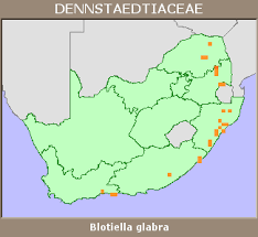 Image result for Blotiella glabra