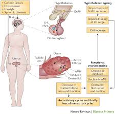 Hyperplasia is not cancer, but can. Menopause Nature Reviews Disease Primers