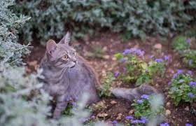 Its been asked time and time again, how do you stop the local cats from pooping in your garden?, we can all picture the scene, you go out into your garden that you spend many an hour tendering to your beautiful shrubs and flowers only to be frustrated by the scene before you. How To Stop Cats Pooping In Your Garden 12 Ways Tuxedo Cat