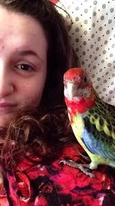 My Beautiful Bob sitting pretty in my Japanese Maple tree with the Holly  behind him! ❤️