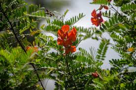 Image result for Sesbania sesban