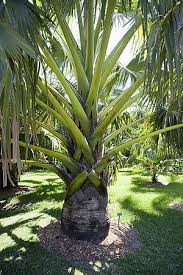 Image result for Borassus