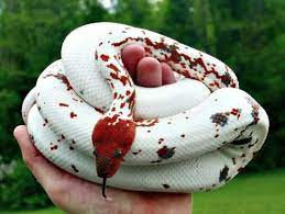 Dominican Red Mountain Boa Cute Reptiles Reptile Snakes Pet Snake