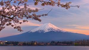 Japan Cherry Blossom Wallpapers Top Free Japan Cherry Blossom Backgrounds Wallpaperaccess They are widely distributed to japan, taiwan, korea, mainland china, thailand, nepal, india, pakistan. japan cherry blossom wallpapers top