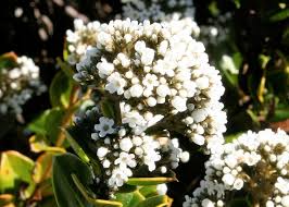 Image result for Loganiaceae