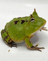 Image result for Platostoma africanum