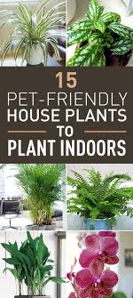 If You Re Both A Pet Person And A Plant Person Then You Know That These Two Don T Always Get Indoor Plants Pet Friendly Safe House Plants Plants Pet Friendly