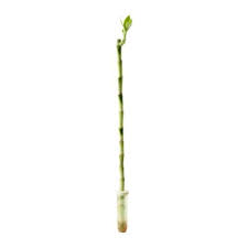 Dracaena Plant Lucky Bamboo Ikea Dracaena Plant Lucky Bamboo Lucky Bamboo Plants