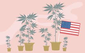 Für die polizei auch bei einer legalisierung von cannabis keine neue ausgangslage. Cannabis In Den Usa Wie Sich Die Legalisierung Durchsetzt