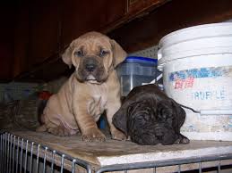 Find a presa canario on gumtree, the #1 site for dogs & puppies for sale classifieds ads in the uk. Presa Canario Puppies For Sale In Texas The Y Guide