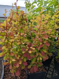 Image result for Berberis thunbergii
