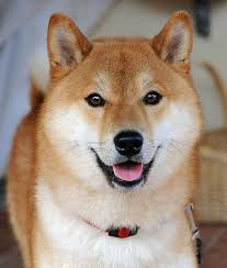 The shiba inu (柴犬, japanese: Shiba Inu Rassebeschreibung Wesen Haltung Und Pflege
