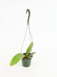 Image result for Bulbophyllum elliotii