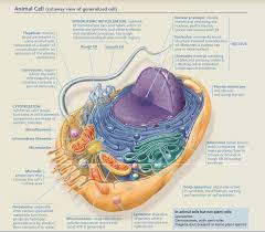 Groups of specialised cells that. Cell Organelles Diagram Quizlet