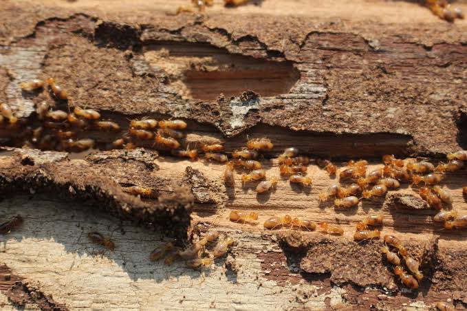 The Ultimate Guide to Termite Control: How to Protect Your Home | Insight Pest Control