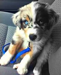 Black And White Herding Dog Breeds Half Black And White Half Color Dog Crossbreeds Puppies Animals