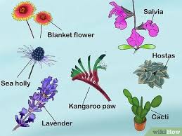 The most important thing when learning how to become a green witch is to get outside as much as humanly possible. How To Plant A Low Water Garden 11 Steps With Pictures