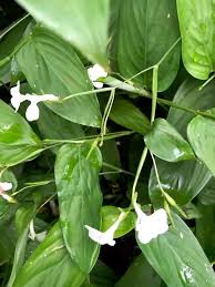 Image result for Maranta arundinacea