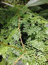 Image result for Odontosoria africana