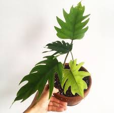 Philodendron Mayoi 6 Philodendron Plants Container Plants