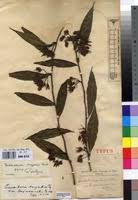 Image result for Pentadiplandra brazzeana