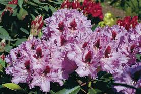 Rhododendron Kabarett Partial Shade Plants Rhododendron Plants