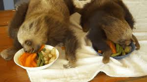 As a trend, sloths are by no means new, of course; Baby Sloth Gif On Gifer By Nadred