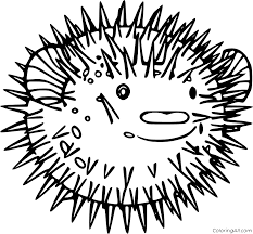 100% free sea life coloring pages. Big Pufferfish Coloring Page Coloringall