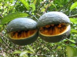 Image result for Tabernaemontana ventricosa