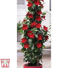 Before you buy a red mandevilla plant, make sure to read about the care instructions that are required and recommended to keep this plant healthy and thriving. Mandevilla Sanderi Bloom Bells Red Thompson Morgan