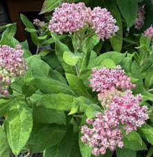 Image result for Cineraria pulchra