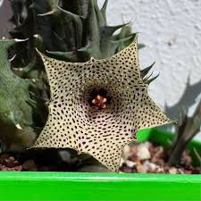 Image result for Huernia hislopii