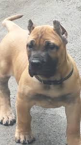 We own presa canario puppies for sale. Pin On Presa Canario