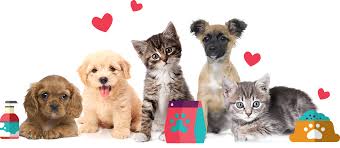 We are grateful that you have chosen us as your pet's health care provider. We Love Them Just As Much As You Do Love Pet Cute Animals Animal Pictures