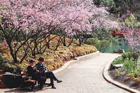 Sydney Cherry Blossom Festival Cherry Blossom Festival City Scenery Flower Festival
