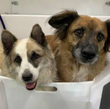 Provides mobile pet grooming services to pet owners to maintain and achieve their pets' well being. Aussie Pet Mobile Archives Franchise Dictionary Magazine