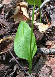 Image result for Ophioglossum thomasii