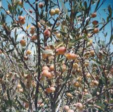 Image result for Rastrophyllum pinnatipartitum