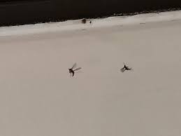 We did not find results for: Tiny Flying Bugs Found Around Inside Window Sill In Oklahoma Whatsthisbug
